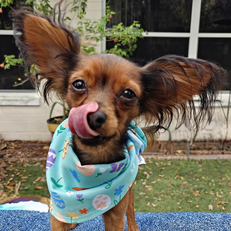 6lb Russian toy in xs/sm bandana. A bit too big