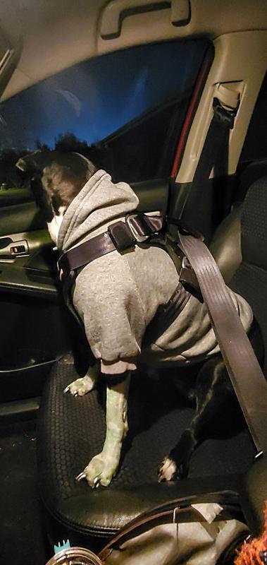 Lumos uses the car seatbelts to secure the her harness