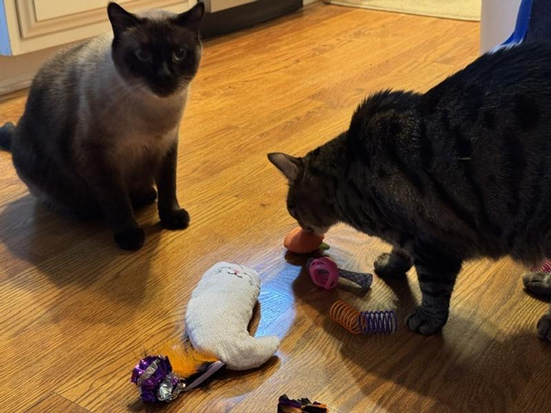 Taz loving his new toys