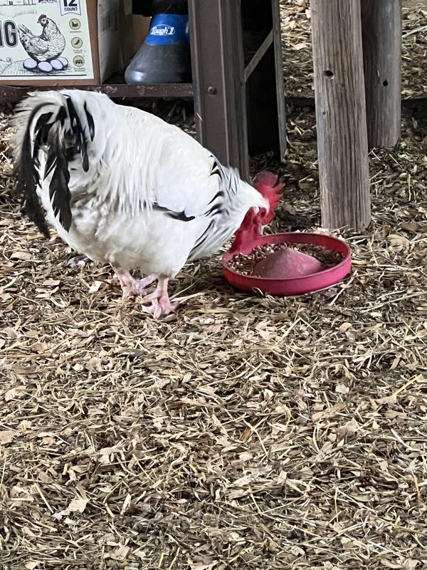 Oreo the rooster, eating his breakfast in peace. He normally has to share.