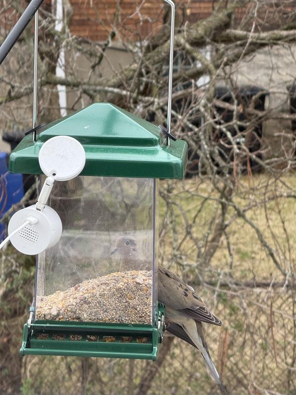 Pigeon enjoying a meal uninterrupted
