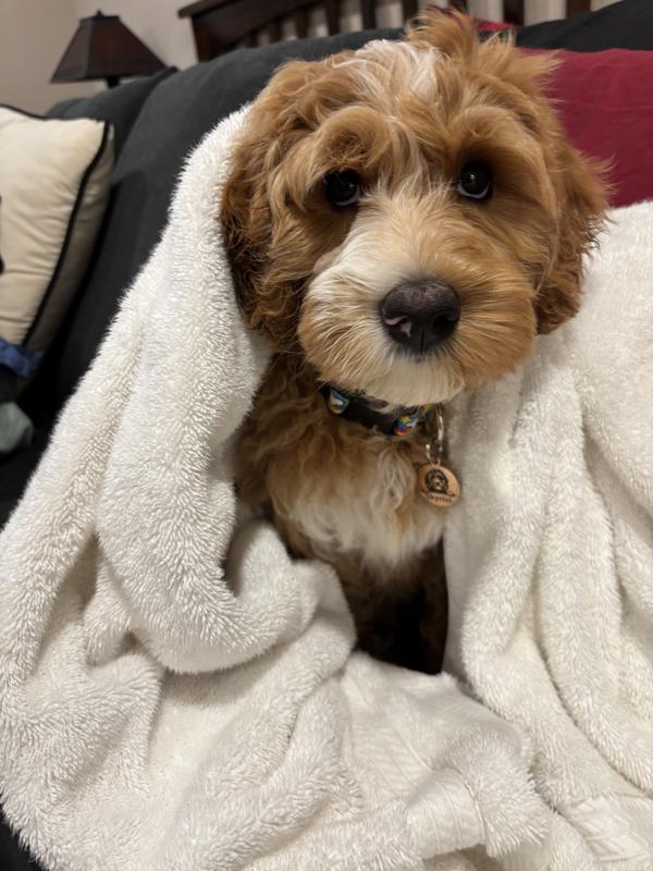 Rizi after her hated bath