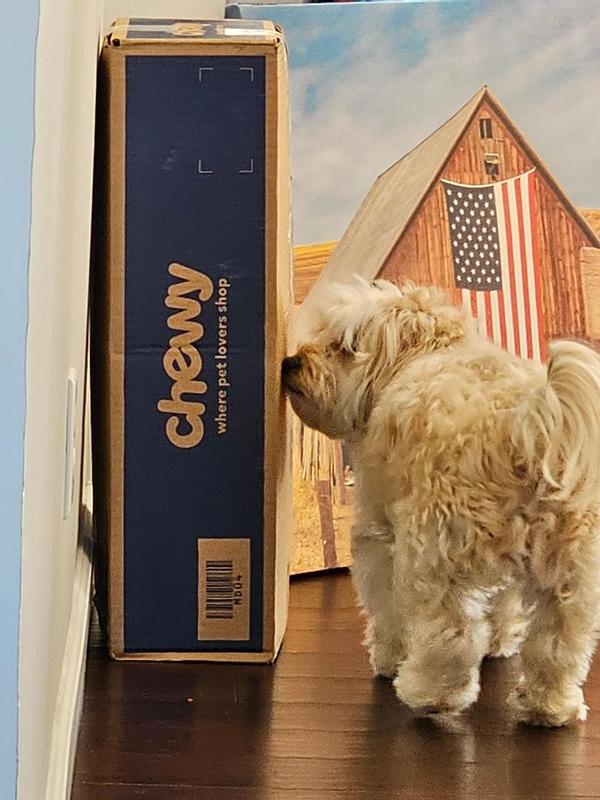 Joey when chewy is delivered