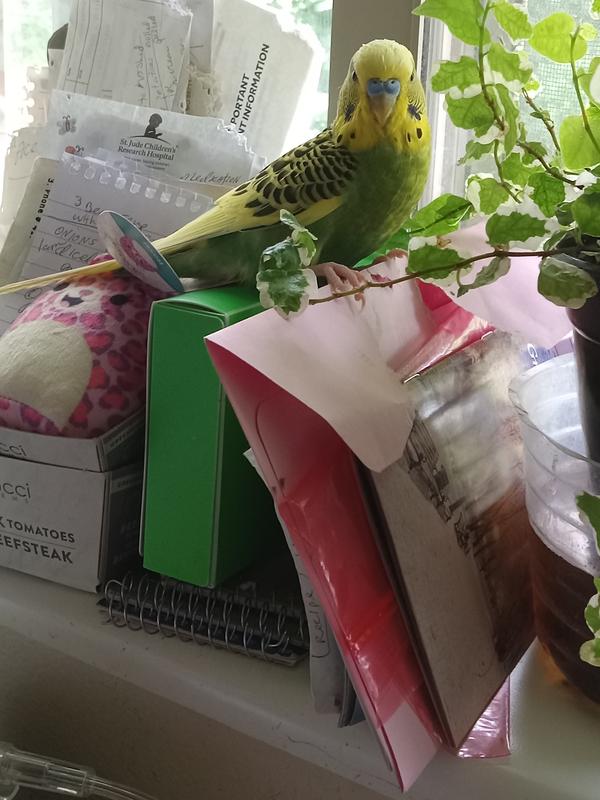 He loved life and getting out his cage flying in house.