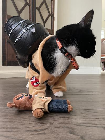 Ghostbuster costume clearance dog