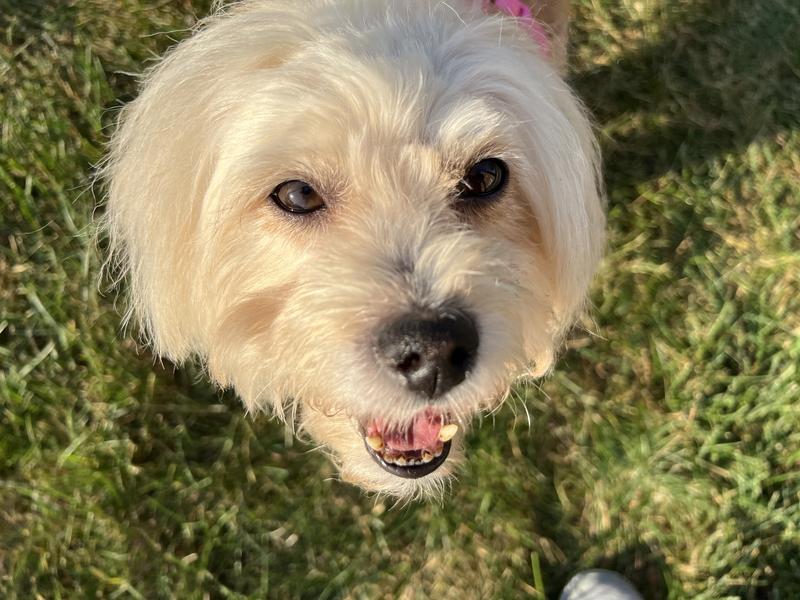 Cassie waiting for a hot dog piece