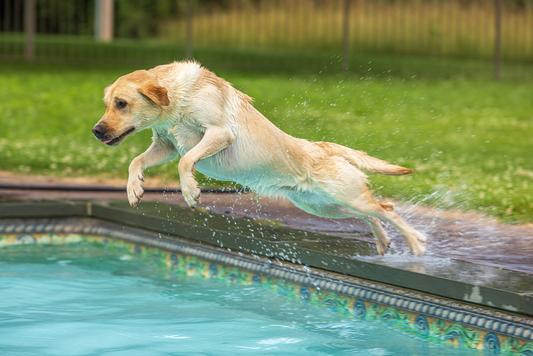 Isabel leaping into the pool to fetch a Kong boomerang.