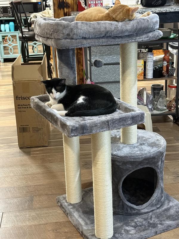 Mac moved herself to second level to let Cheese have his turn on top.