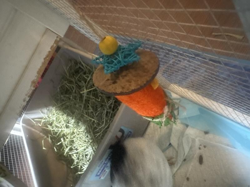 Nibbled his little skirt off - but he's still hanging in!