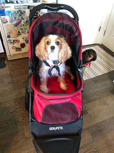 Discontinued - GEN7PETS Jogger Pet Stroller, Pathfinder Red - Chewy.com