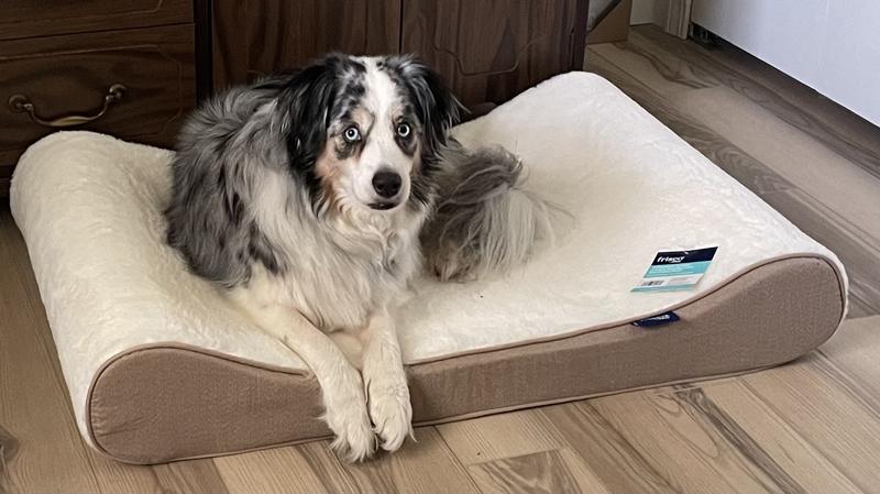 Koda trying it out; he looks concerned but trust me-he loves it!