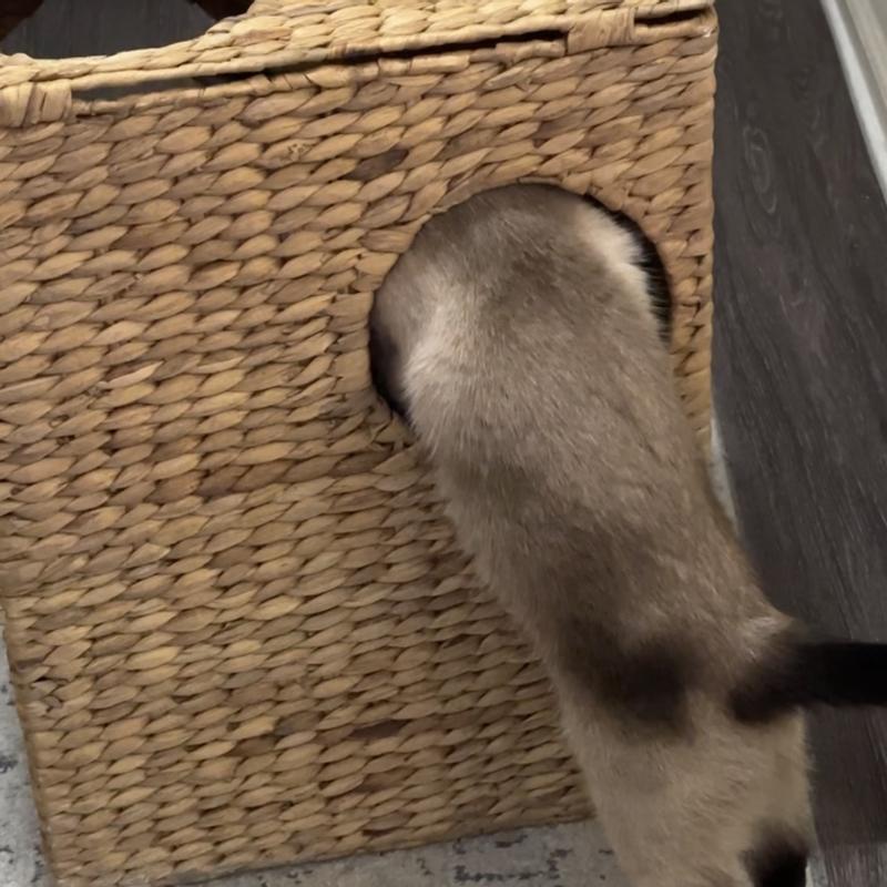 Saige jumping in the condo