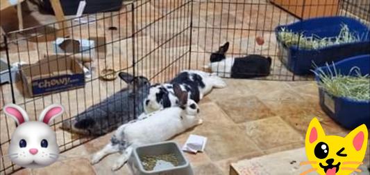 My 4 rabbits. Dewey, bam bam, sweet pea and Suzy Q.