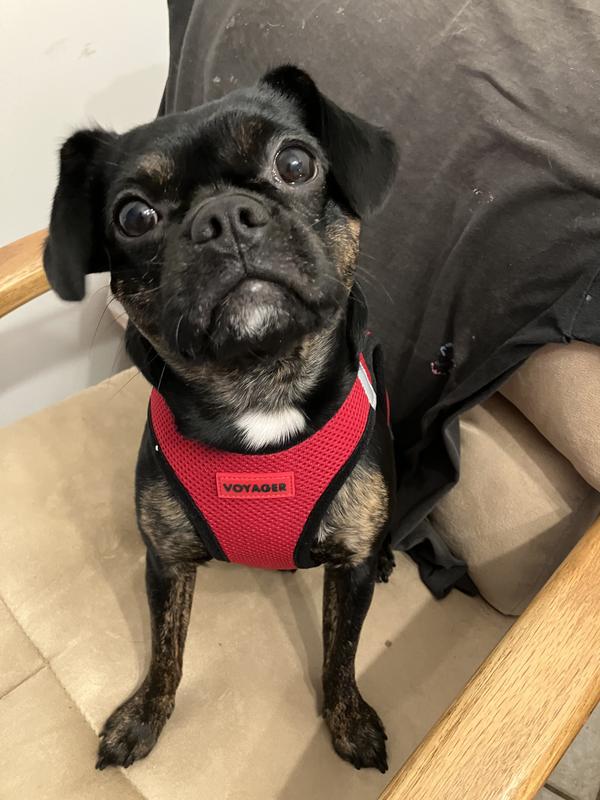 Pawsitively perfect fit!