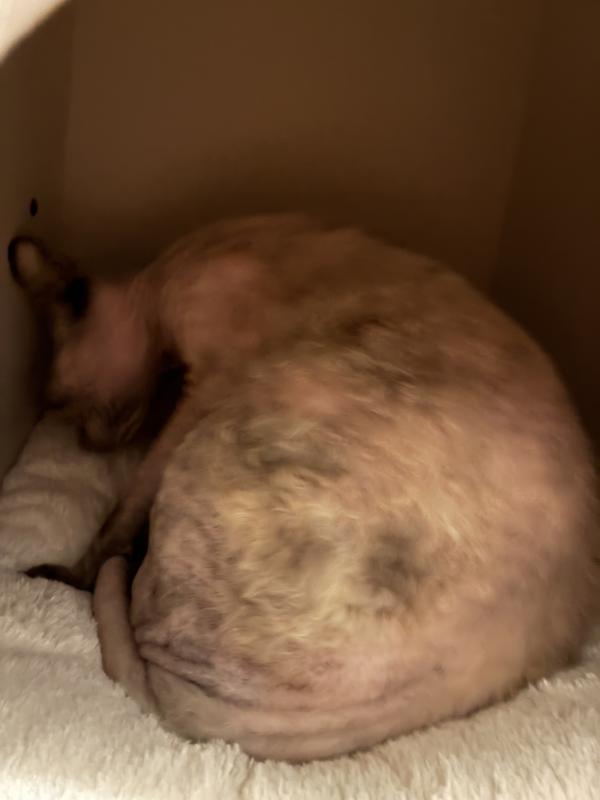 Yes, she looks like a moldy loaf of bread. But she’s sooo soft.