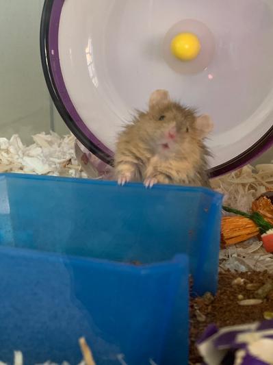 Roquefort at his dig box where he eats.