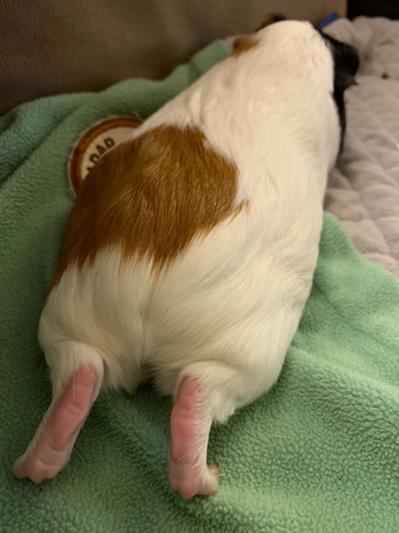 Yoga guinea!