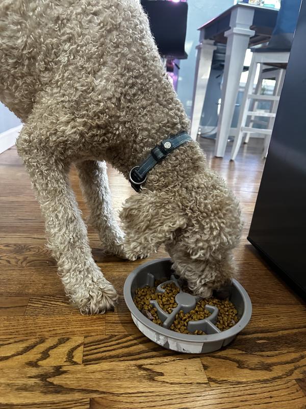 Setting up their bowls & they gobble it all up!