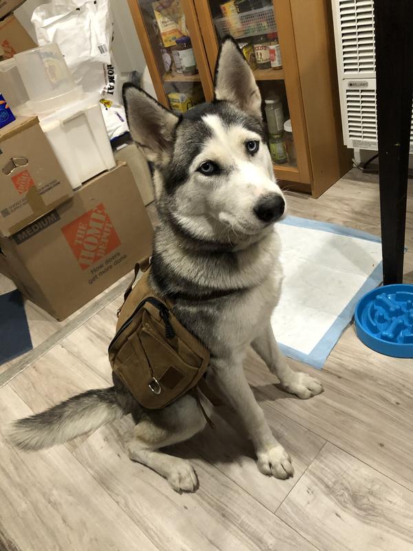 Cotton Canvas Dog Backpack, Brown