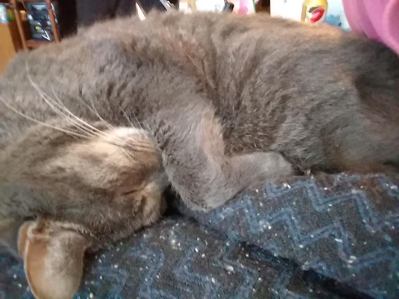 I love it when he sleeps on my lap.