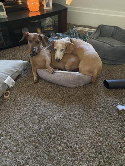 Frank & Yogi in one dog bed.