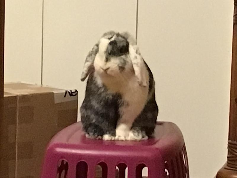 Waiting for treat time