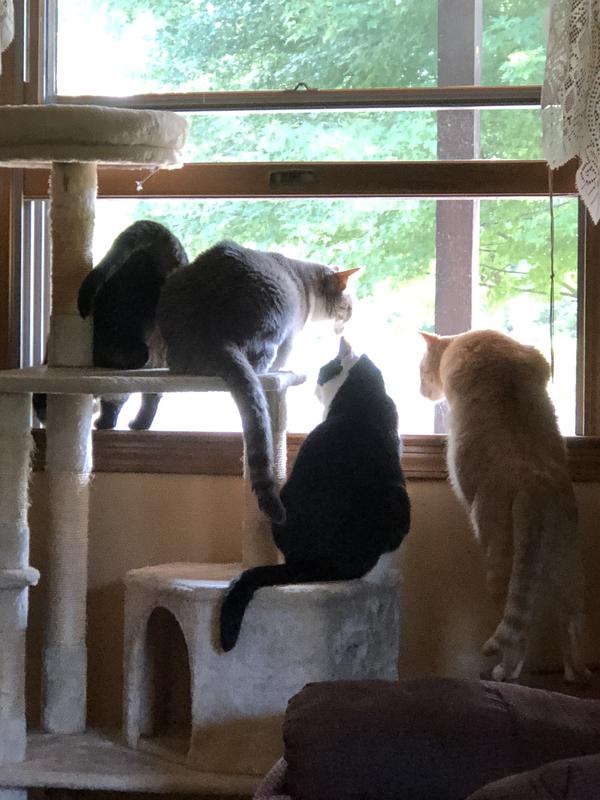 Chipmunk hunting