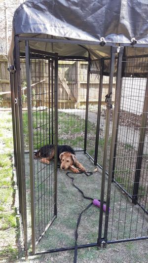 Lucky Dog 5x10 Dog Kennel Bingo Paw Dog Crate AKC 5x10 Probreeder