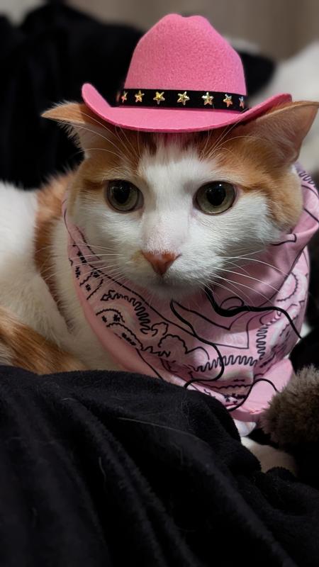 I mean how do you say no to this face?