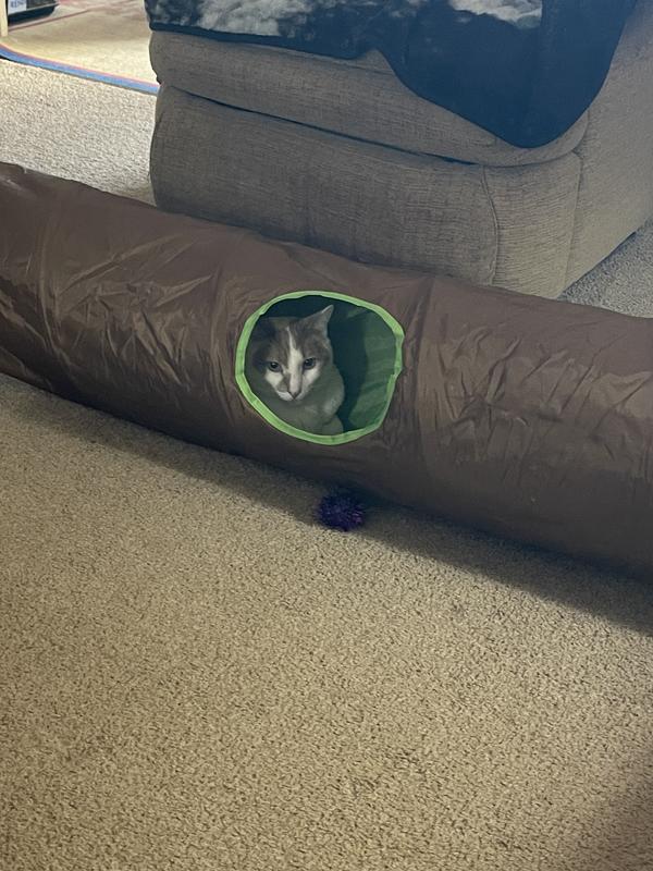 HDP Collapsible Tunnel Cat Toy - Chewy.com