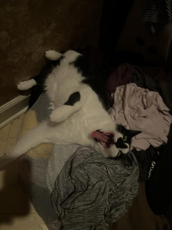 Jack with the burned tongue after conquering his caviar meal. Eating dry food was expected to be a challenge but he did it he loved the taste so much.