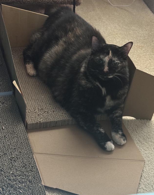 Not big enough, but Sadie loves it!!!