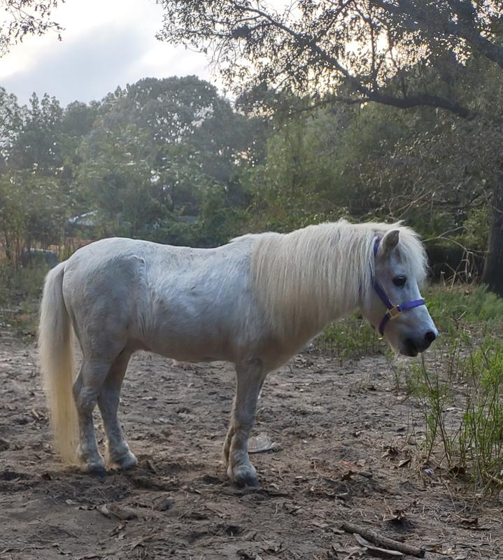 Casper showing off his new Chewy com halter.