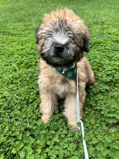 Wearing his Chewy Name kerchief.