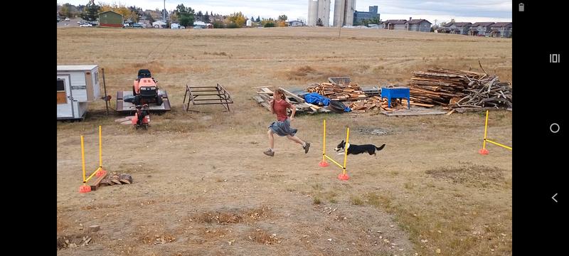 Agility jumps in action