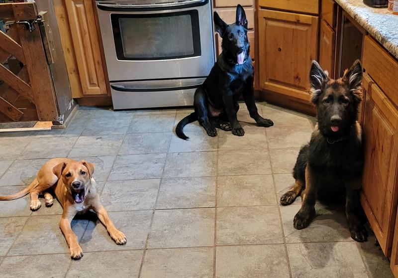 Waiting for mom to feed them!
