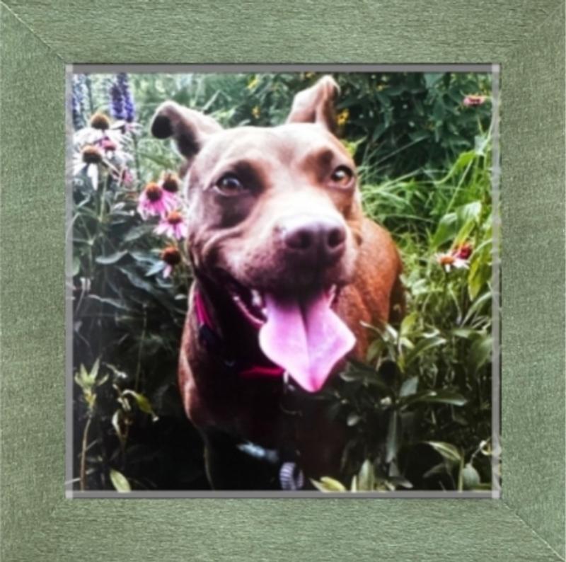 A photo of our sweet Dixie.