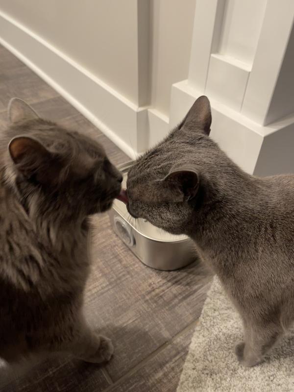 Grooming each other because they’re so happy!