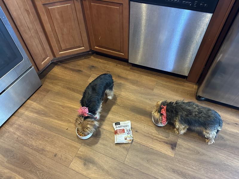Minnie and Nova love it!