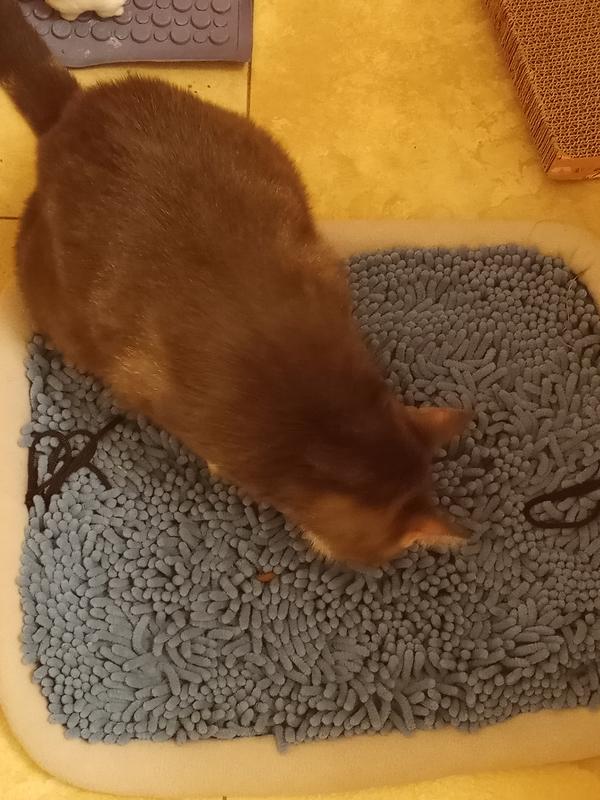 Sugar's a treat seeker