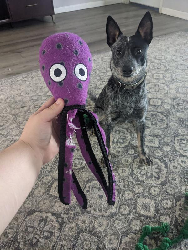 She loves it but destroyed in half hour.