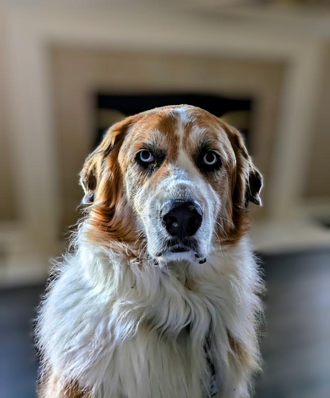 The Happy Dog of the House