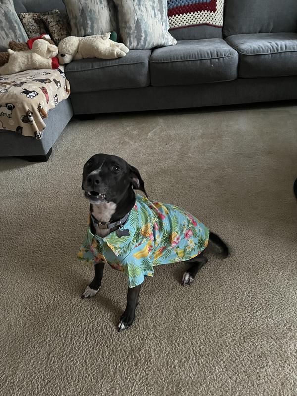 FRISCO Pineapple Hawaiian Camp Dog Cat Shirt X Small Chewy