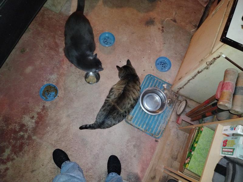 You can a lead a cat to healthy food but you can't make them eat