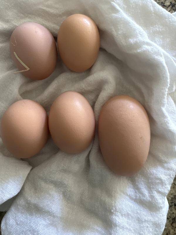 Eggs galore
