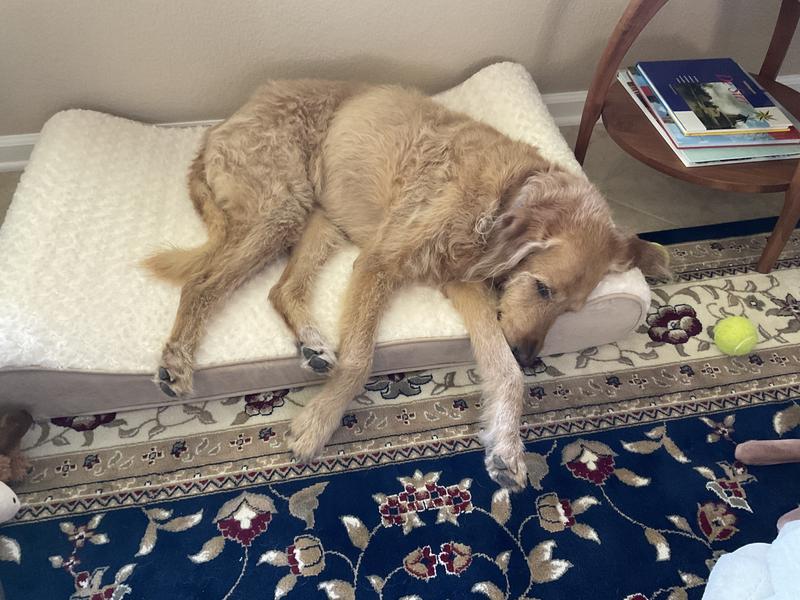Loves his new bed but he is a tall dog and his feet hang off unless he is curled up.  He doesn’t seem to mind at all!