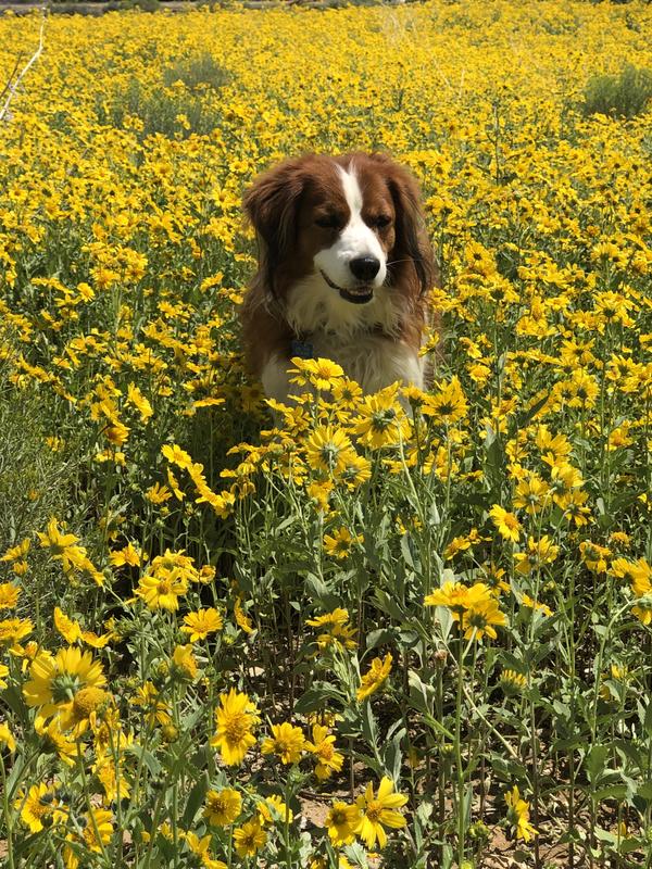 My boy ENJOYING a beautiful moment. Running!