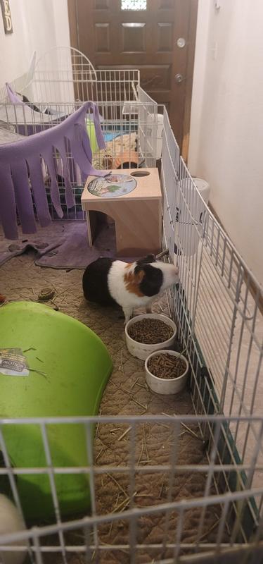 Great house for my piggie!