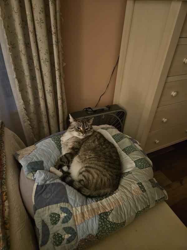 BEFORE: (17lbs) From laying around all day...