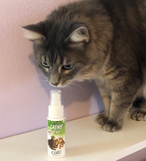 Spray herbe à chat Catnip 60ml, spray à vaporiser